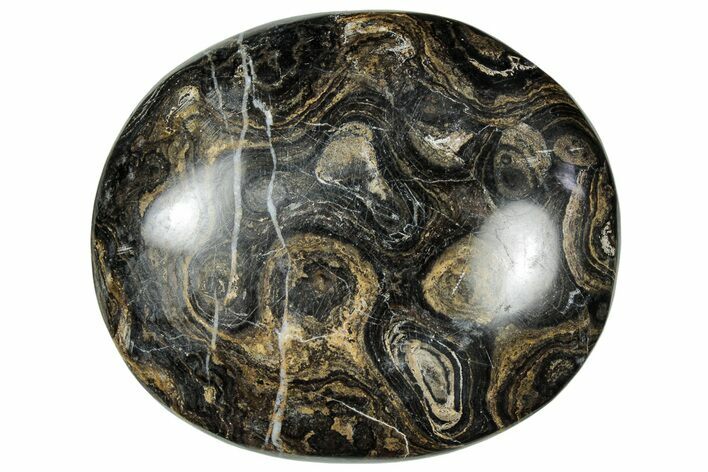 Polished Stromatolite (Greysonia) Pebble - Bolivia #302541